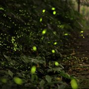 Camminando per sentieri 2025 – Le lucciole alla Querciola