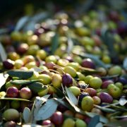 Il dono di Atena. L’olivo e l’olio