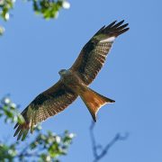 Abitanti di Celle. Un viaggio nella natura del parco