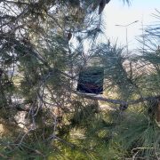 Verde muschio. Il sottobosco dei sentimenti