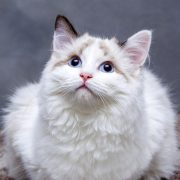 Mostra internazionale felina