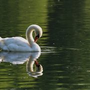 La fame del Cigno di Luca Mercadante
