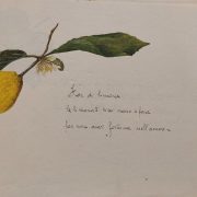 Tra la botanica e l’orticoltura urbana.