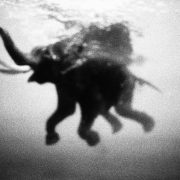 La fotografia di Guido Gazzilli – ANNULLATO