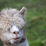 Aperi uncinetto con gli alpaca