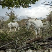 Incontro con il fotografo Michele Martinelli