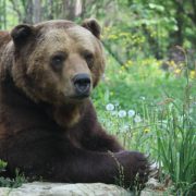 Happy bear day