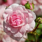 Festival delle Rose