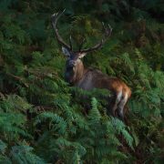 Inaugurazione: L’Orma Gigante di Cervo