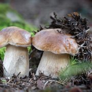 Nicolò Oppicelli – Funghi: meraviglie della natura