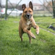 BauVillage. Una giornata con il Rifugio del Cane