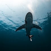 Squali. Emersioni dall’immaginario Squali. Emersioni dall’immaginario