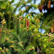 I tre abeti della Toscana