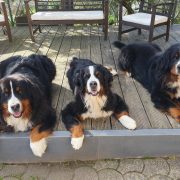 Raduno del Bovaro del Bernese a Quarrata