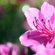 Pistoia in Fiore – Flower and Garden Market Exhibition