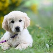 Vivi Convivio 2026 – Passeggiata letteraria